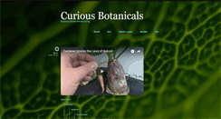 Desktop Screenshot of curiousbotanicals.tumblr.com