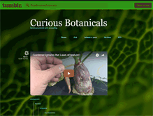 Tablet Screenshot of curiousbotanicals.tumblr.com