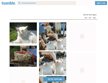 Tablet Screenshot of felinefelicity.tumblr.com