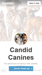 Mobile Screenshot of candidcanines.tumblr.com