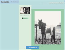 Tablet Screenshot of equestrian-endeavors.tumblr.com