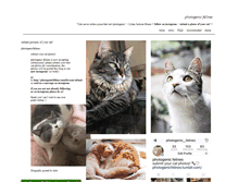 Tablet Screenshot of photogenicfelines.tumblr.com