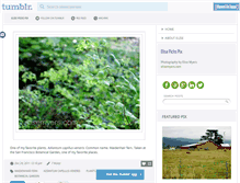 Tablet Screenshot of elisemyerspix.tumblr.com