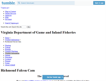 Tablet Screenshot of falconcam.tumblr.com