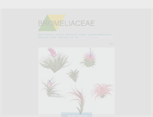 Tablet Screenshot of bromeliace.tumblr.com