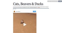 Desktop Screenshot of catsbeaversandducks.tumblr.com