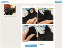 Tablet Screenshot of batsbatsbats.tumblr.com
